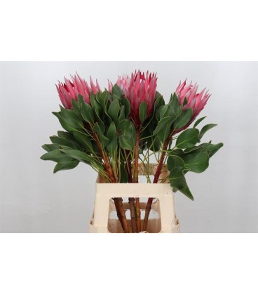 Protea Madiba 50 cm