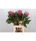 Protea Madiba 50 cm
