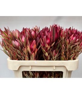 Leucadendron Jester 70 Cm