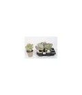 Kalanchoe thyrsiflora pot de 14