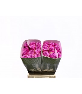 Rose Cool Water 50 cm