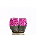 Rose Cool Water 40 cm
