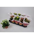 Kalanchoe mix  Ø12