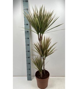 Dracaena Bicolor Ø21 h 110