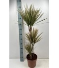 Dracaena Bicolor Ø21 h 110