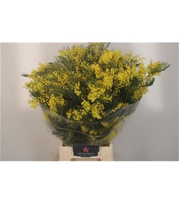 Mimosa 60 cm