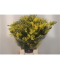 Mimosa 60 cm 250g
