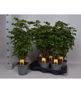 Poly roble Ø 17 h 62Cm