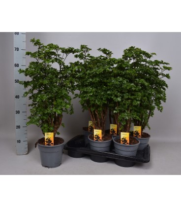 Poly roble Ø 17 h 55