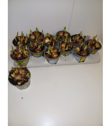 Narcisse tete a tete Ø10