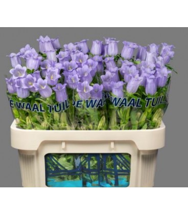 Campanule Champion Lave 70 cm