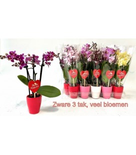 Phalaenopsis Mini Pot de 6 2 b