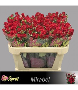 Rose Branchue Mirabelle 70 cm