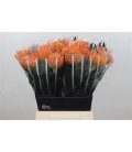 Nutans Ayoba peach 70 cm
