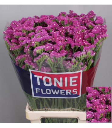 Statice Dyna rose 75 cm