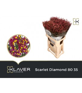 Limonium Scarlet Diamond 80 cm