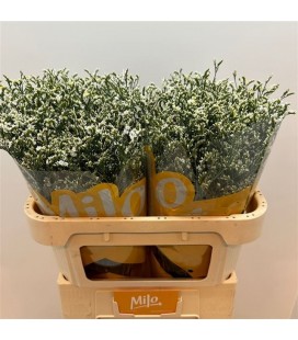 Limonium Sin China White 70 cm