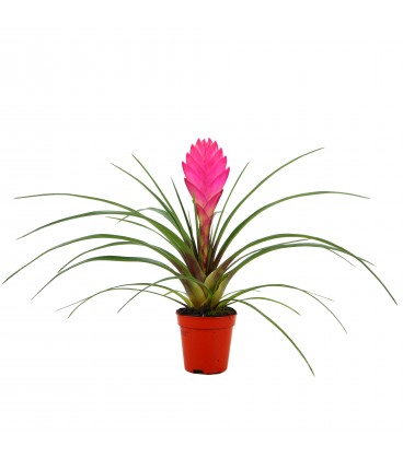 Tillansia Cyanea Ø 0.55 H15