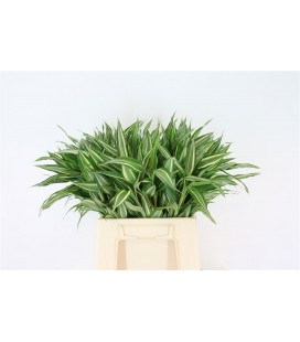 Dracaena Sandriana Victory 50 cm