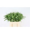 Dracaena St Victory 45 cm