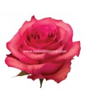 Rose Equateur Lola 50 cm x 25