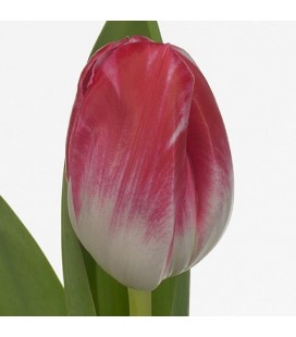 Tulipe Caramba 