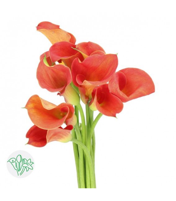 Calla Sunset Passion 60 cm