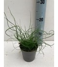 Juncus Spiral Ø10.5