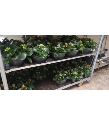Kalanchoe coupe Ø 23 FR