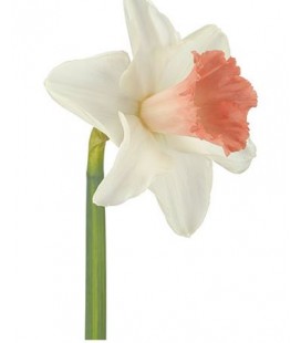 Narcisse pink perfection 45 cm