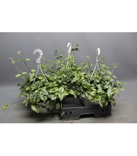 Glechoma variegata Ø22 h 35