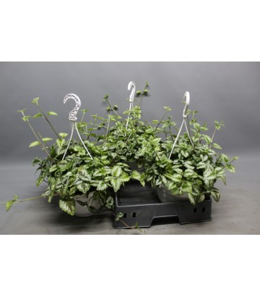 Glechoma variegata Ø22 h 35
