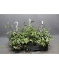 Glechoma variegata Ø22 h 35