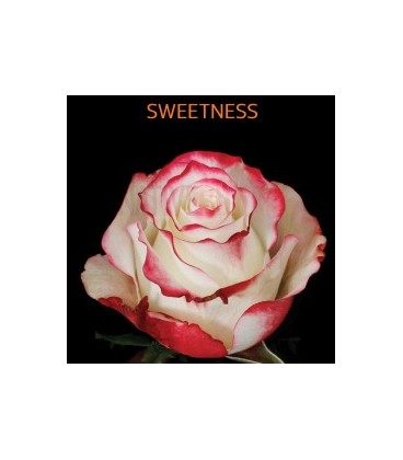 Rose Equateur Sweetness 50 cm