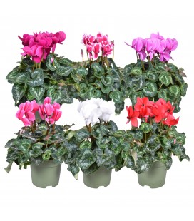 Cyclamen Halios pot de 17 