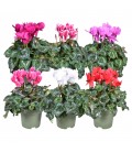 Cyclamen Halios pot de 17 
