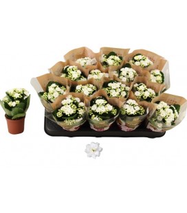 Kalanchoe Don Dione Ø 07