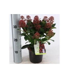 Skimmia pot de 13 (8 + FL)