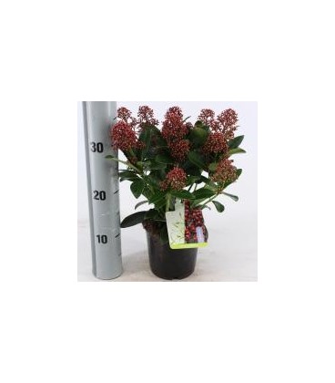 Skimmia pot de 13 (10 + FL)