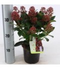 Skimmia pot de 13 (10 + FL)