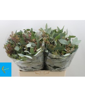 Eucalyptus populus baie