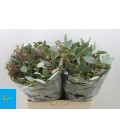 Eucalyptus Tereticornis 60 cm
