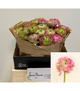Renoncule pompom Malva 40 cm