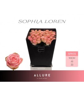 Rose Sophia Loren 90 cm
