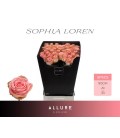 Rose Sophia Loren 90 cm
