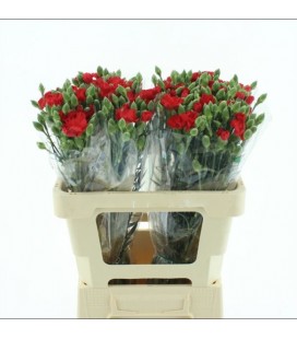Oeillet Symply love 55 cm