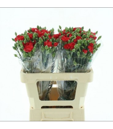 Oeillet Symply love 55 cm