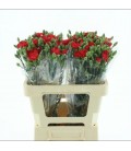 Oeillet Symply love 55 cm