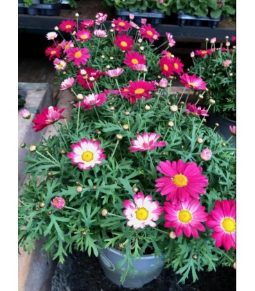 Anthemis Pot de 19 FR Rose