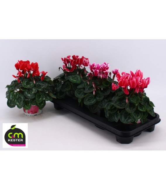 Cyclamen Halyos Fantasy pot de 13 H